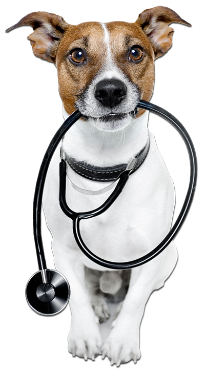 Jack Russel Terrier veterinario