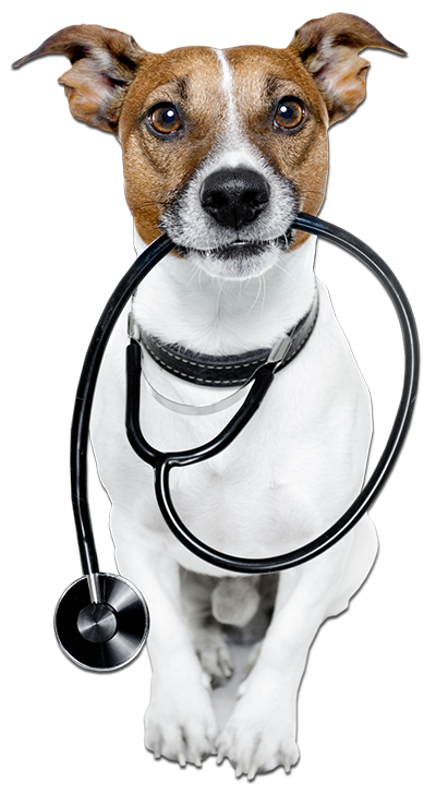 Jack Russel Terrier veterinario Jack Russel Terrier veterinario