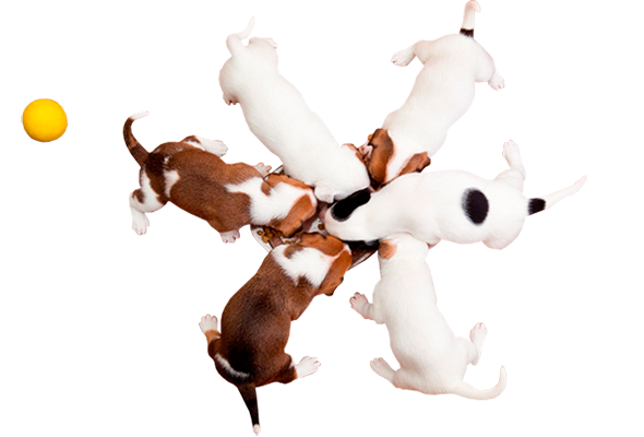 Cuccioli di Jack Russel