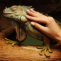 iguana.jpg