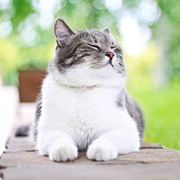 micio-al-sole.jpg