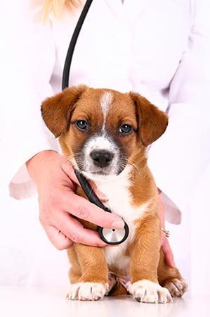 cucciolo con veterinario