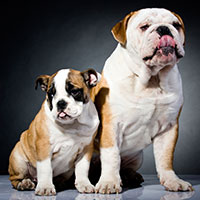 bulldog.jpg