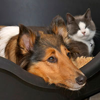 cane-collie-gatto.jpg