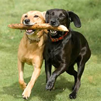 cani-giocosi.jpg
