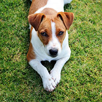 jackrussel.jpg