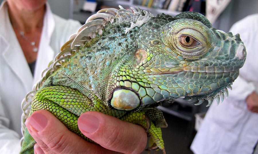iguana curato dalla dottoressa Bellini